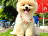 Safkan Pomeranian Boo Yavrularımız