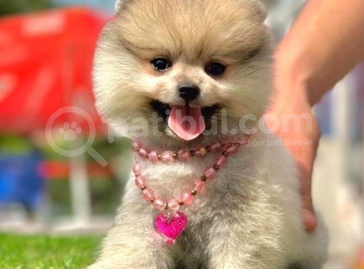 Safkan Pomeranian Boo Yavrularımız görsel
