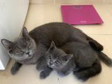 2 Buçuk Aylık British Shorthair Erkek Kedimi Sahiplendiriyorum