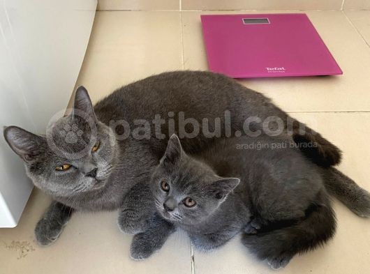 2 Buçuk Aylık British Shorthair Erkek Kedimi Sahiplendiriyorum görsel