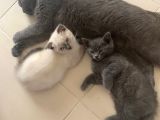 2 Buçuk Aylık British Shorthair Erkek Kedimi Sahiplendiriyorum