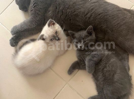 2 Buçuk Aylık British Shorthair Erkek Kedimi Sahiplendiriyorum görsel