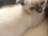 2 Buçuk Aylık Scottish Fold Dişi Kedimi Sahiplendiriyorum
