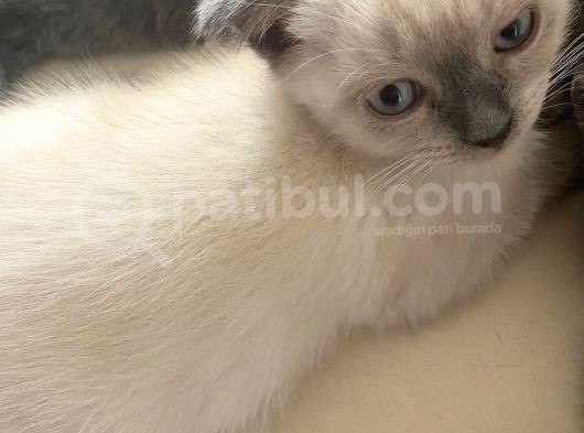 2 Buçuk Aylık Scottish Fold Dişi Kedimi Sahiplendiriyorum görsel
