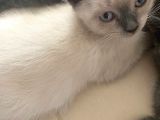2 Buçuk Aylık Scottish Fold Dişi Kedimi Sahiplendiriyorum