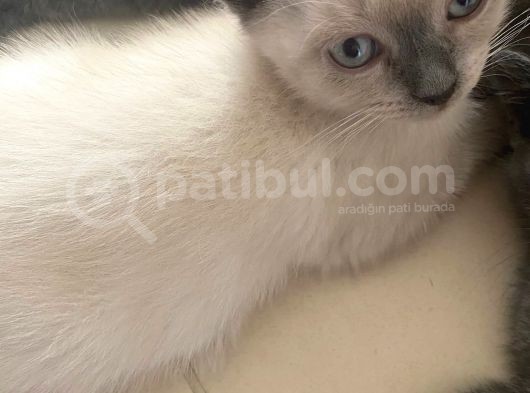 2 Buçuk Aylık Scottish Fold Dişi Kedimi Sahiplendiriyorum görsel