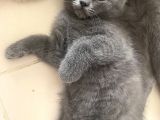 2 Buçuk Aylık British Shorthair Erkek Kedimi Sahiplendiriyorum