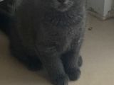 2 Buçuk Aylık British Shorthair Erkek Kedimi Sahiplendiriyorum