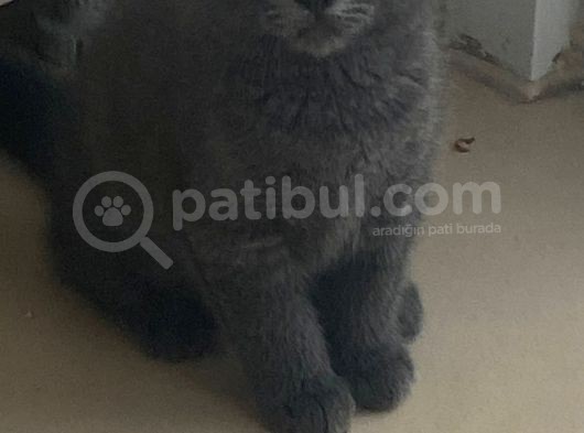 2 Buçuk Aylık British Shorthair Erkek Kedimi Sahiplendiriyorum görsel