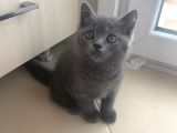 2 Buçuk Aylık British Shorthair Erkek Kedimi Sahiplendiriyorum