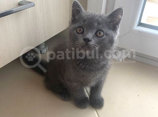 2 Buçuk Aylık British Shorthair Erkek Kedimi Sahiplendiriyorum