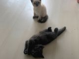 2 Buçuk Aylık Scottish Fold Dişi Kedimi Sahiplendiriyorum