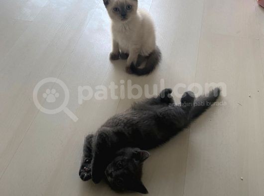 2 Buçuk Aylık Scottish Fold Dişi Kedimi Sahiplendiriyorum görsel