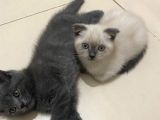 2 Buçuk Aylık British Shorthair Erkek Kedimi Sahiplendiriyorum