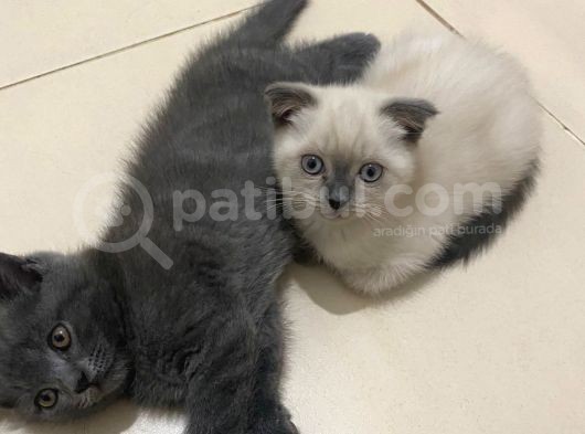 2 Buçuk Aylık British Shorthair Erkek Kedimi Sahiplendiriyorum görsel