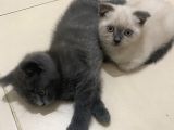 2 Buçuk Aylık Scottish Fold Dişi Kedimi Sahiplendiriyorum