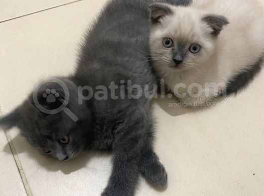 2 Buçuk Aylık Scottish Fold Dişi Kedimi Sahiplendiriyorum görsel