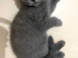 2 Buçuk Aylık British Shorthair Erkek Kedimi Sahiplendiriyorum