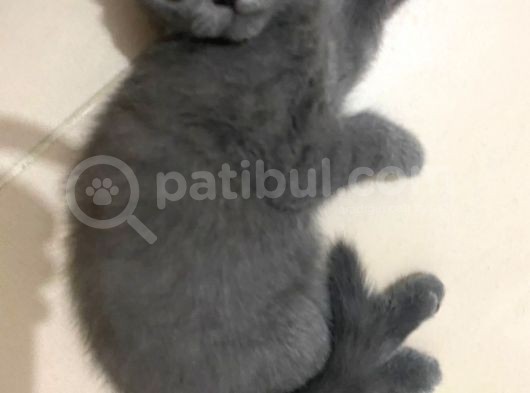 2 Buçuk Aylık British Shorthair Erkek Kedimi Sahiplendiriyorum görsel