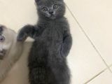 2 Buçuk Aylık British Shorthair Erkek Kedimi Sahiplendiriyorum