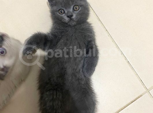 2 Buçuk Aylık British Shorthair Erkek Kedimi Sahiplendiriyorum görsel