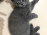 2 Buçuk Aylık British Shorthair Erkek Kedimi Sahiplendiriyorum