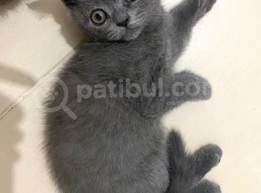 2 Buçuk Aylık British Shorthair Erkek Kedimi Sahiplendiriyorum görsel