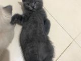 2 Buçuk Aylık British Shorthair Erkek Kedimi Sahiplendiriyorum