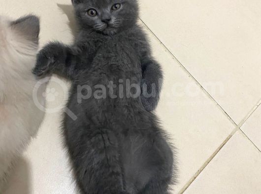 2 Buçuk Aylık British Shorthair Erkek Kedimi Sahiplendiriyorum görsel