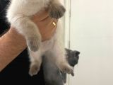 2 Buçuk Aylık Scottish Fold Dişi Kedimi Sahiplendiriyorum