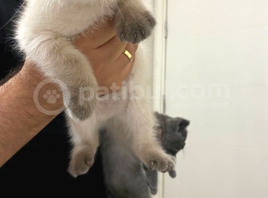2 Buçuk Aylık Scottish Fold Dişi Kedimi Sahiplendiriyorum görsel