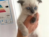 2 Buçuk Aylık Scottish Fold Dişi Kedimi Sahiplendiriyorum