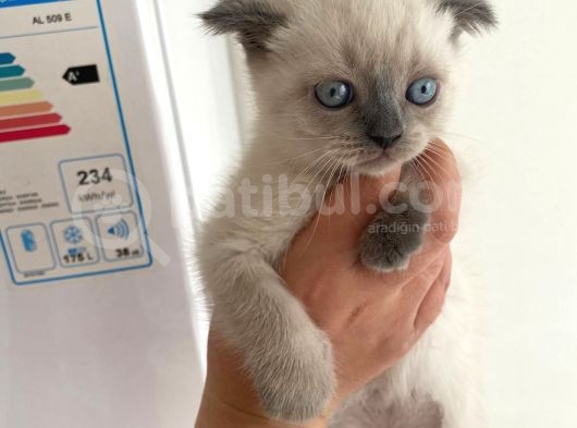 2 Buçuk Aylık Scottish Fold Dişi Kedimi Sahiplendiriyorum görsel