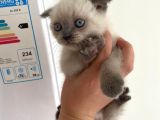 2 Buçuk Aylık Scottish Fold Dişi Kedimi Sahiplendiriyorum