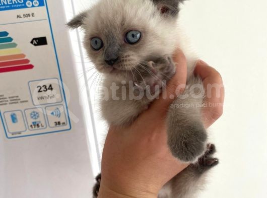 2 Buçuk Aylık Scottish Fold Dişi Kedimi Sahiplendiriyorum görsel