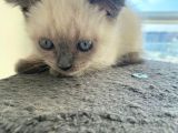 2 Buçuk Aylık Scottish Fold Dişi Kedimi Sahiplendiriyorum