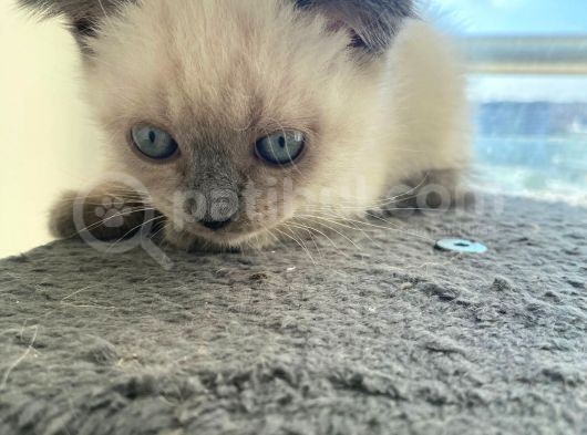 2 Buçuk Aylık Scottish Fold Dişi Kedimi Sahiplendiriyorum görsel