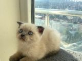 2 Buçuk Aylık Scottish Fold Dişi Kedimi Sahiplendiriyorum