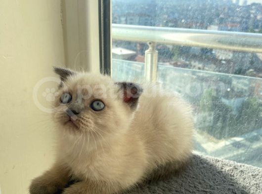 2 Buçuk Aylık Scottish Fold Dişi Kedimi Sahiplendiriyorum