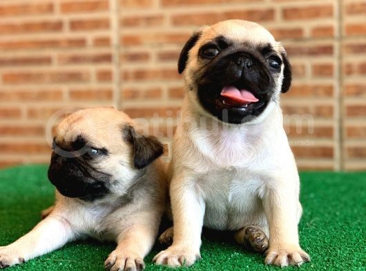 Muhteşem Güzellikte Basık Burun Gül Kuyruk Pug Yavrular görsel