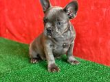 Muhteşem Güzelli̇kte French Bulldog Blue Erkek Yavrumuz