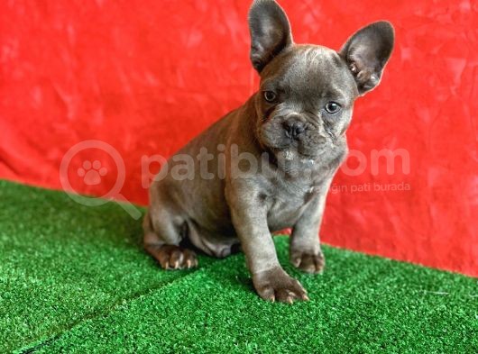 Muhteşem Güzelli̇kte French Bulldog Blue Erkek Yavrumuz görsel