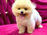 2 Aylı Pomeranian Yavrular