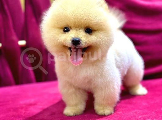 2 Aylı Pomeranian Yavrular görsel