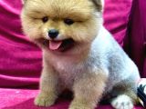 2 Aylı Pomeranian Yavrular