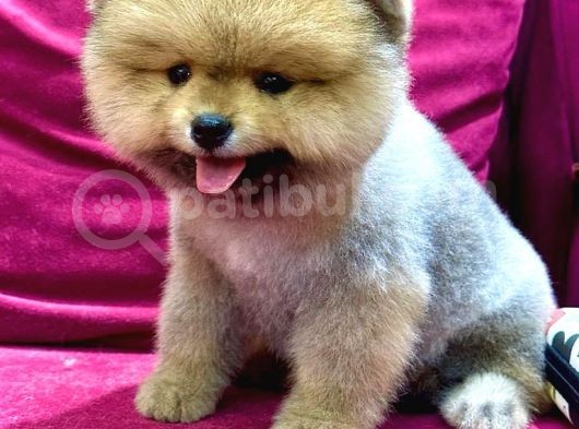 2 Aylı Pomeranian Yavrular görsel