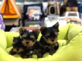 SAF IRK EFSANE KALITEDE YORKSHIRE TERRIER YAVRULARI VONALP PET GARANTISIYLE