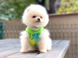 Show Kalite Pomeranian Boo Yavrular