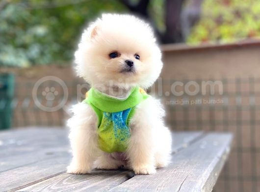 Show Kalite Pomeranian Boo Yavrular görsel