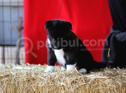 Amerikan Akita Yavrular görsel